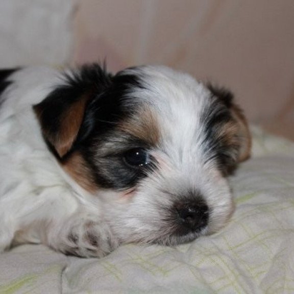 Flash biewer yorkshire