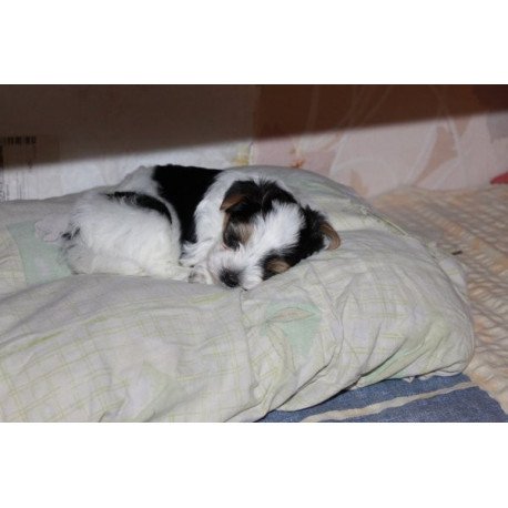 Flash biewer yorkshire