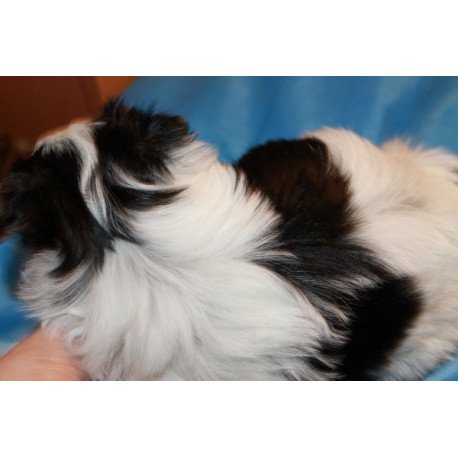 Flash biewer yorkshire