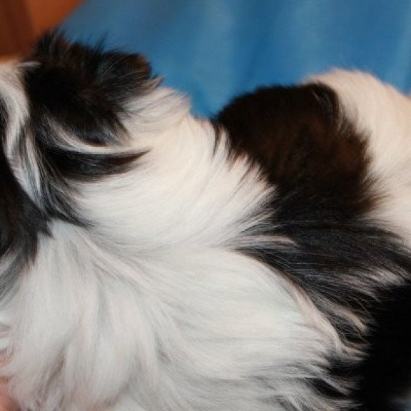 Flash biewer yorkshire