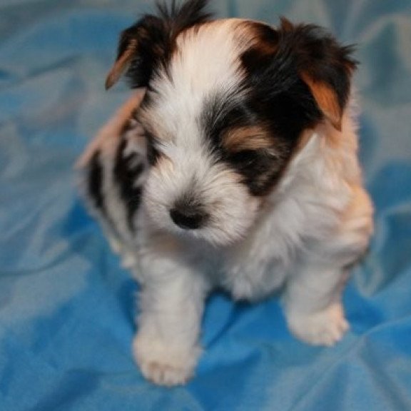 Flash biewer yorkshire