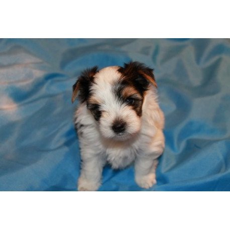 Flash biewer yorkshire