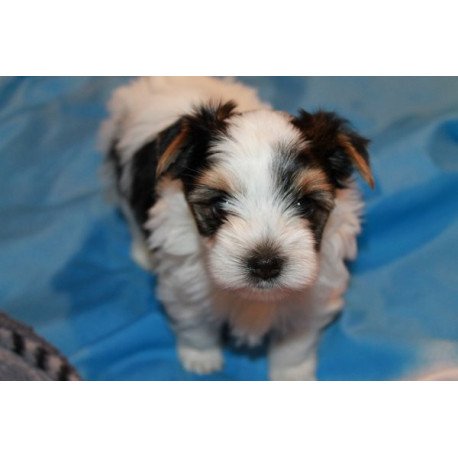 Flash biewer yorkshire