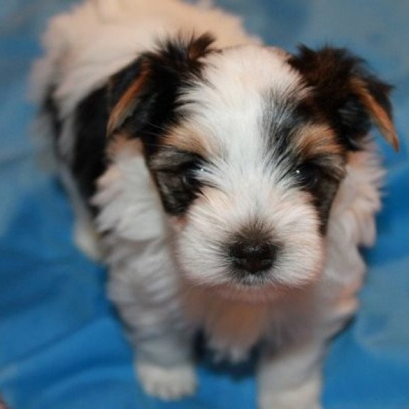 Flash biewer yorkshire