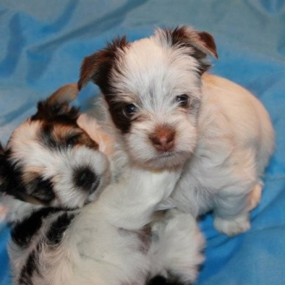 Flash biewer yorkshire