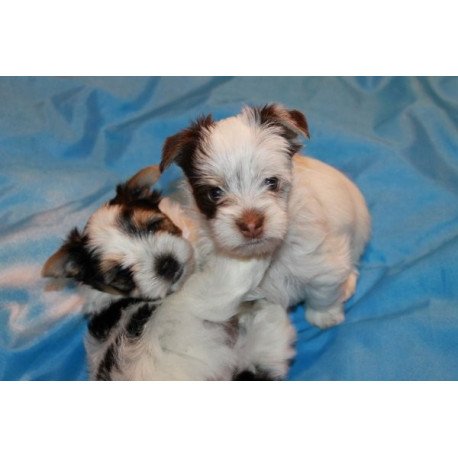 Biewer yorkshire Faraon