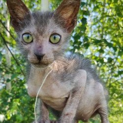 Lykoi Alva Knyaza