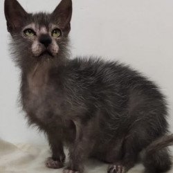 Lykoi Alva Knyaza