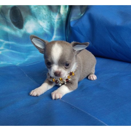 Chihuahua NA 4.28