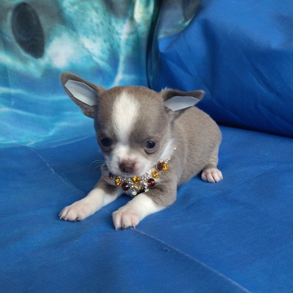 Chihuahua NA 4.28