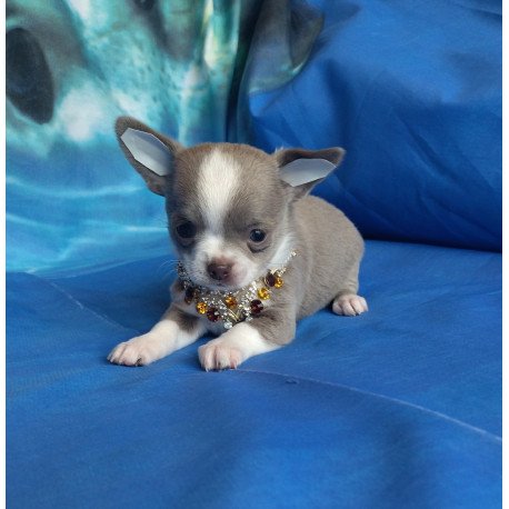 Chihuahua NA 4.28