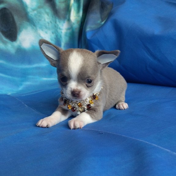 Chihuahua NA 4.28