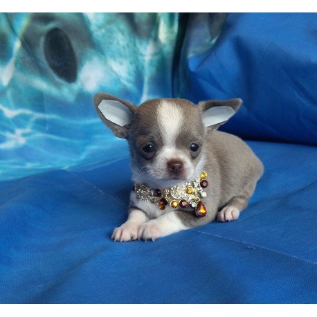 Chihuahua NA 4.28