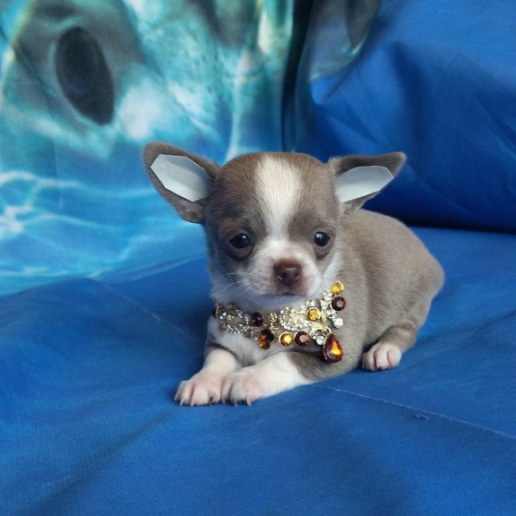 Chihuahua NA 4.28