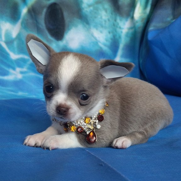 Chihuahua NA 4.28
