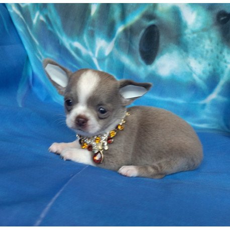 Chihuahua NA 4.28