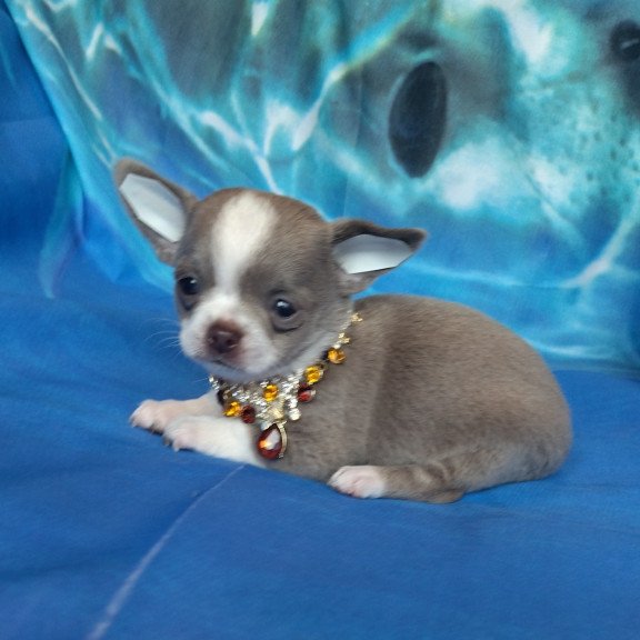 Chihuahua NA 4.28