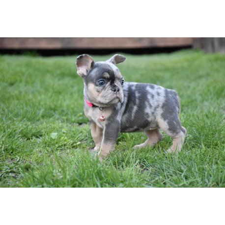 French Bulldog EM 5.16c