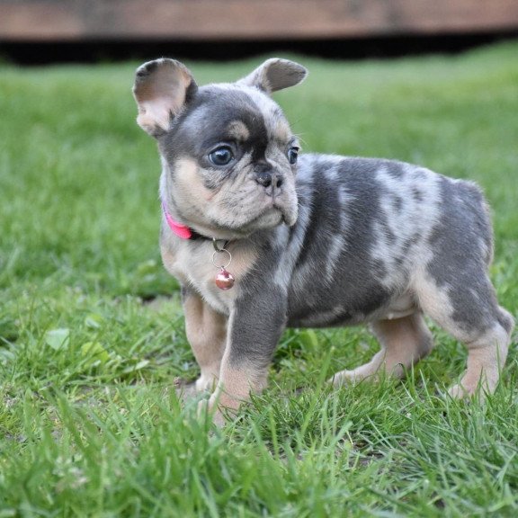 French Bulldog EM 5.16c