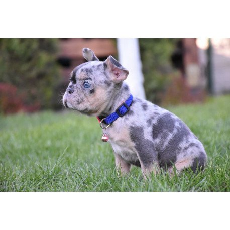 French Bulldog EM 5.16c