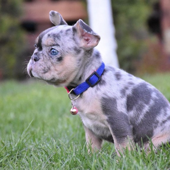 French Bulldog EM 5.16c
