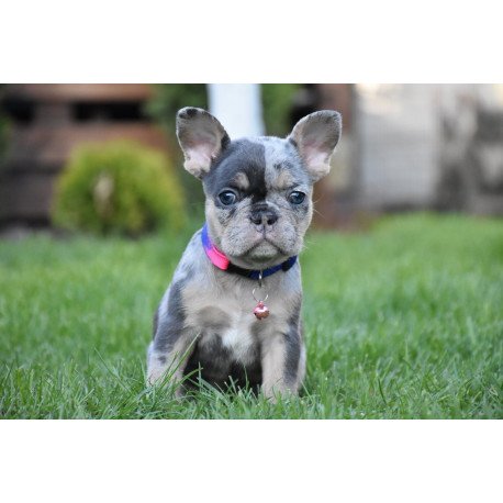 French Bulldog EM 5.16c