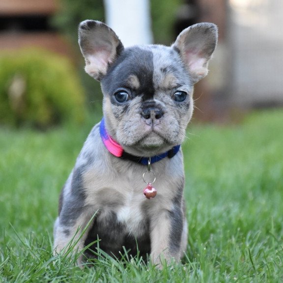French Bulldog EM 5.16c