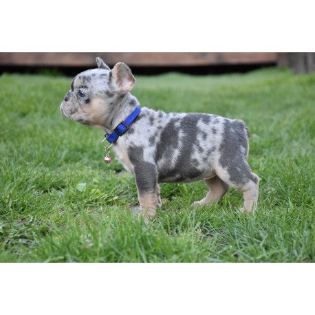 French Bulldog EM 5.16c