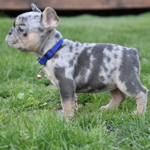 French Bulldog EM 5.16c