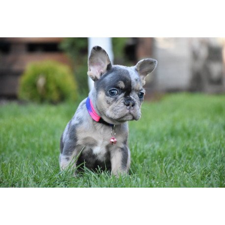 French Bulldog EM 5.16c