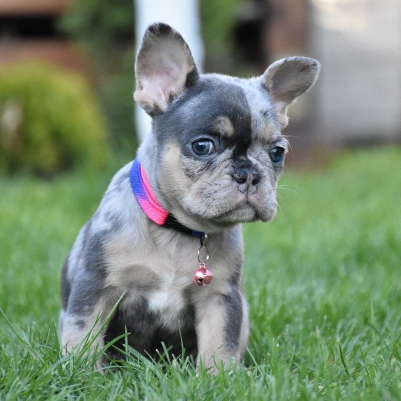 French Bulldog EM 5.16c