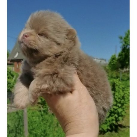 Pomeranian A 6.7