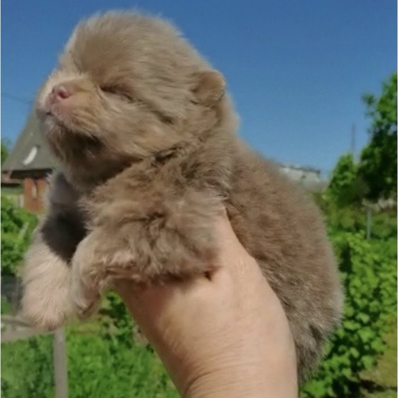 Pomeranian A 6.7