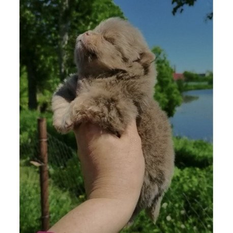 Pomeranian A 6.7