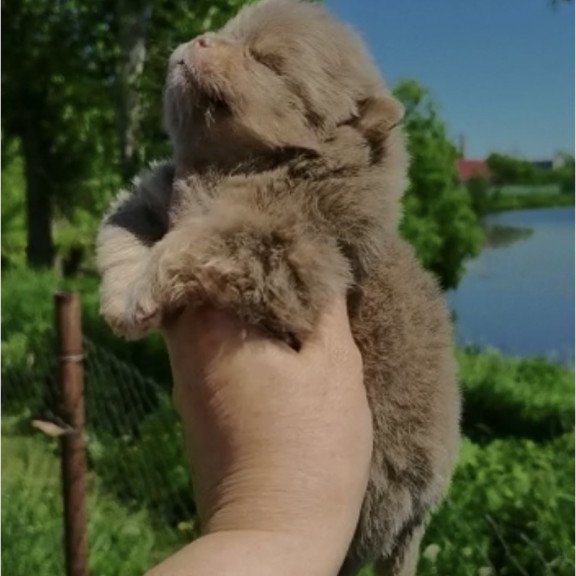 Pomeranian A 6.7