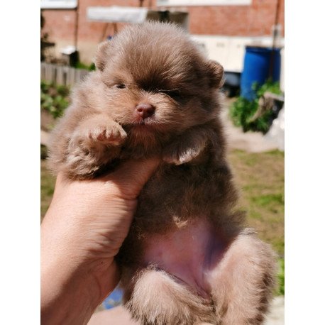 Pomeranian A 6.7