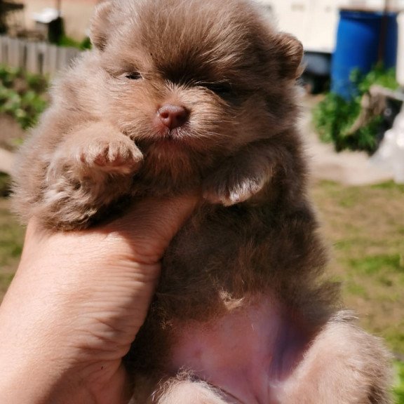 Pomeranian A 6.7