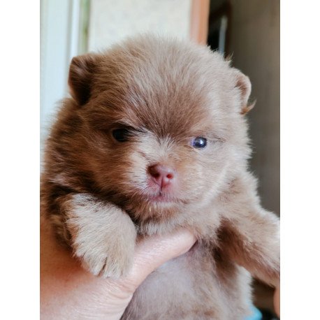 Pomeranian A 6.7