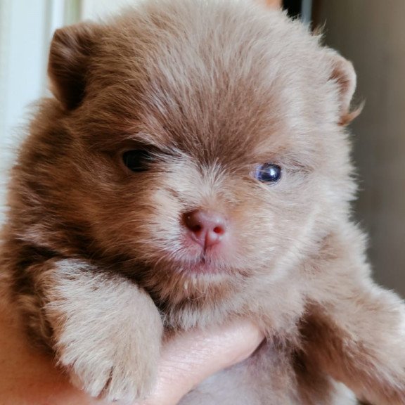 Pomeranian A 6.7