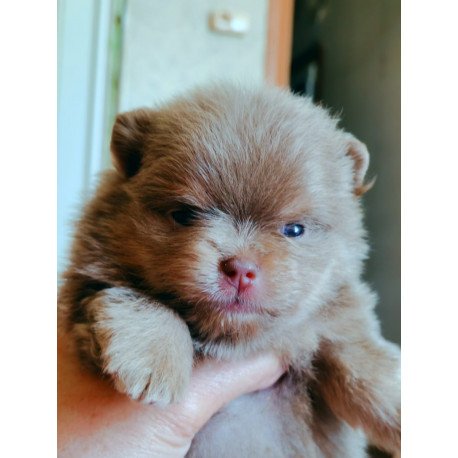 Pomeranian A 6.7