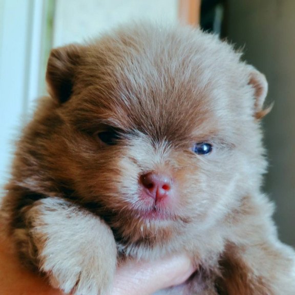 Pomeranian A 6.7