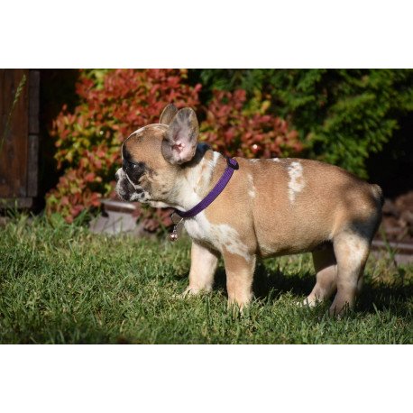 French Bulldog EM 7.6a