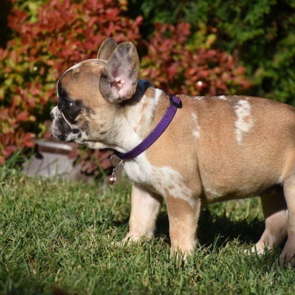 French Bulldog EM 7.6a