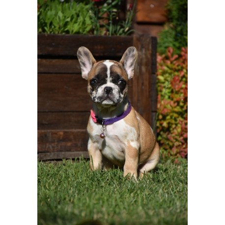 French Bulldog EM 7.6a