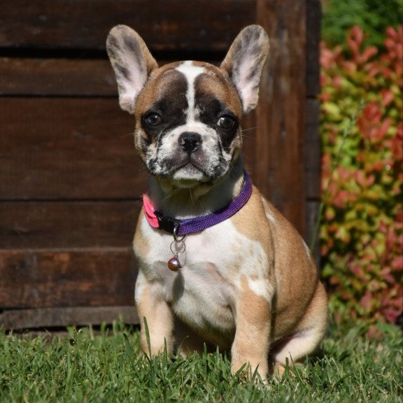 French Bulldog EM 7.6a