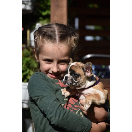 French Bulldog EM 7.6a