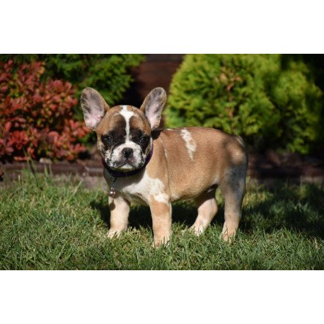 French Bulldog EM 7.6a