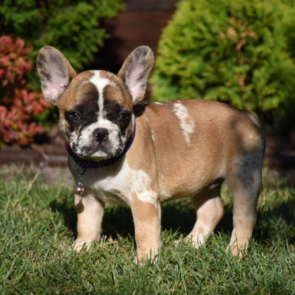 French Bulldog EM 7.6a