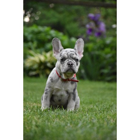 French Bulldog EM 7.6b