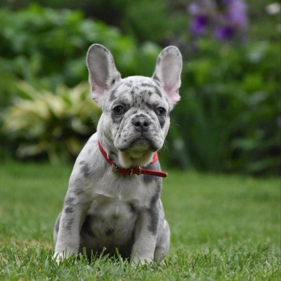 French Bulldog EM 7.6b